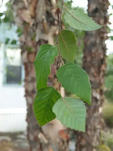 Photo of Betula nigra (Betula nigras)