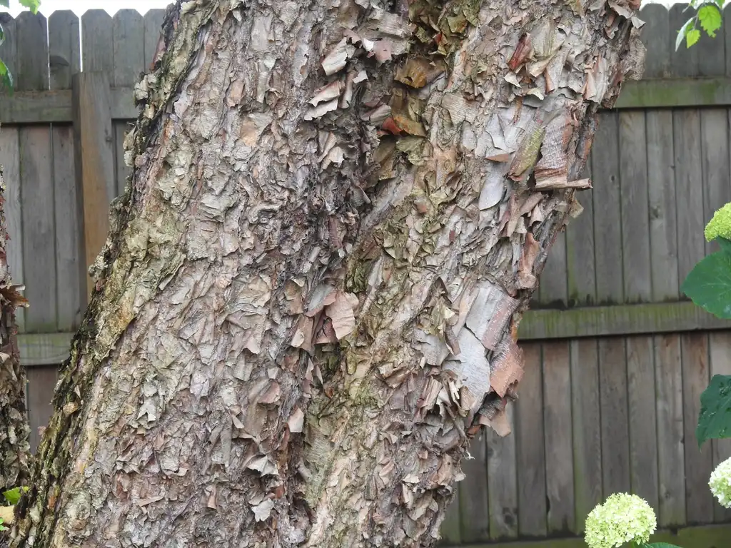 Photo of Betula nigra - Exfoliating bark:Kathleen Moore
