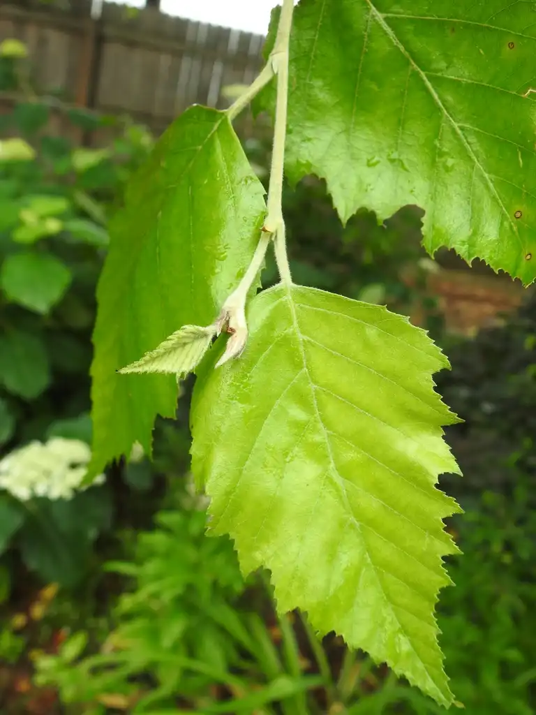 Photo of Betula nigra - Leaf attachment:Kathleen Moore