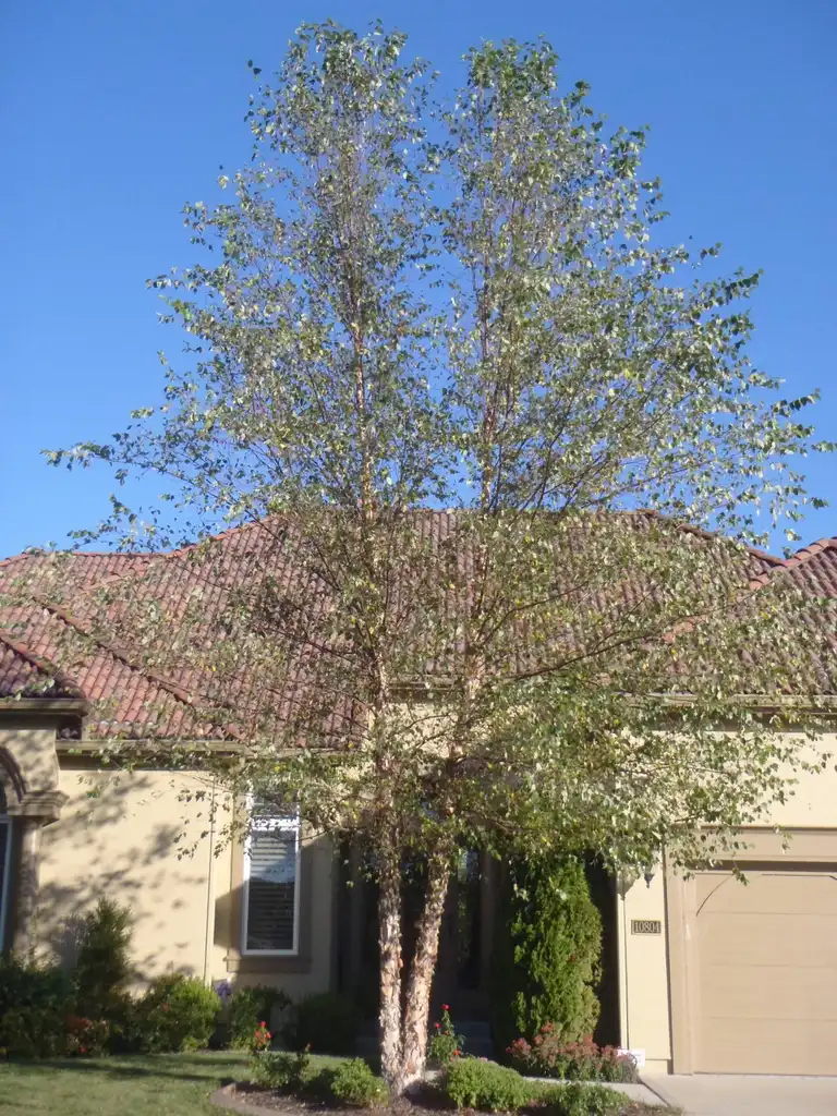 Photo of Betula nigra - 'Heritage' Form:Jim Robbins