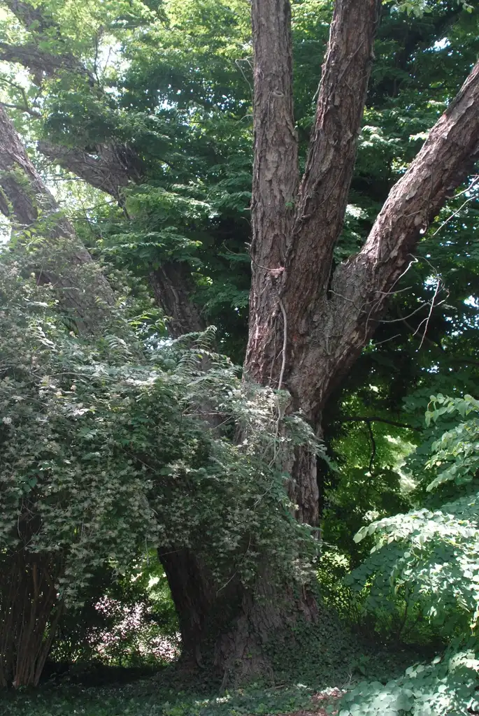 Photo of Betula nigra - 'Statechamp' Bark (Biltmore, NC):Jim Robbins