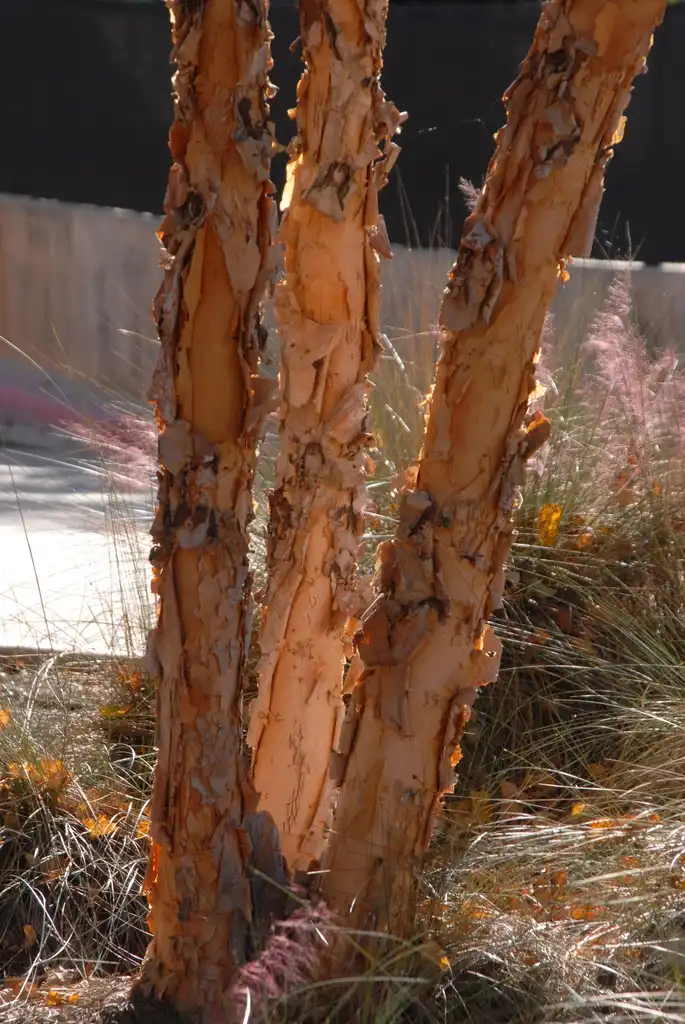 Photo of Betula nigra - 'Heritage' Bark:Jim Robbins