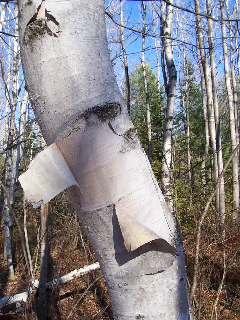 Фото Betula papyrifera (Betula papyriferas)