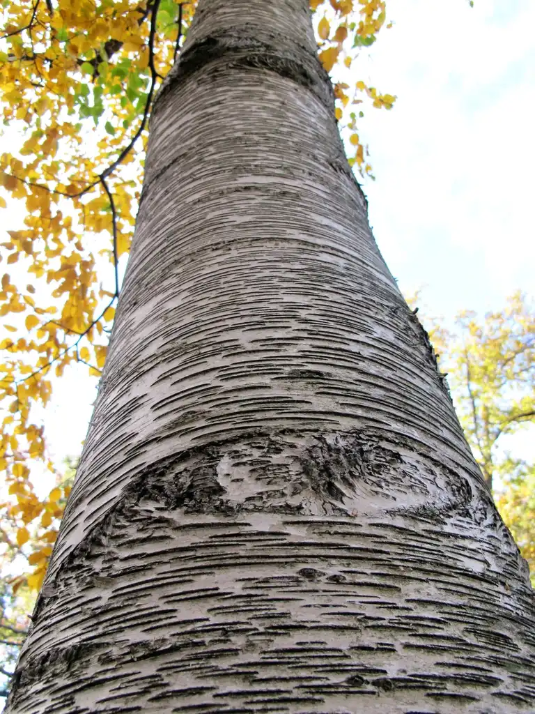Фото Betula papyrifera (Betula papyriferas)