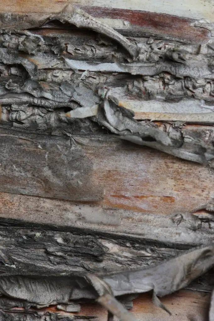 Фото Betula papyrifera - Bark:Walter Siegmund (Wsiegmund)