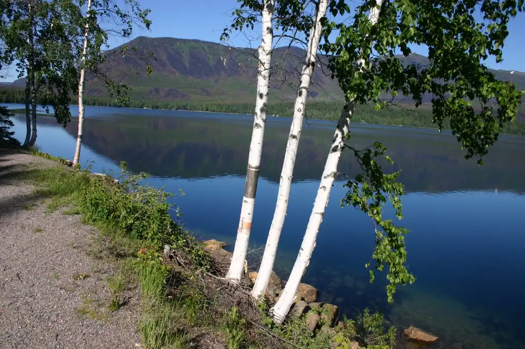 Фото Betula papyrifera - form near a lake:Wing-Chi Poon