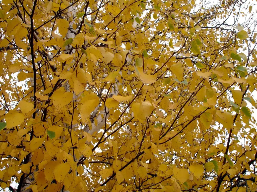 Фото Betula papyrifera - Yellow leaves in fall:daryl_mitchell