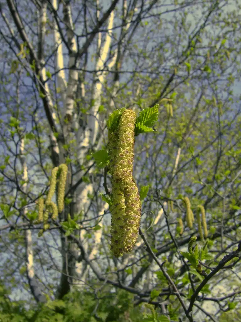 Фото Betula papyrifera - Catkin:Fungus Guy