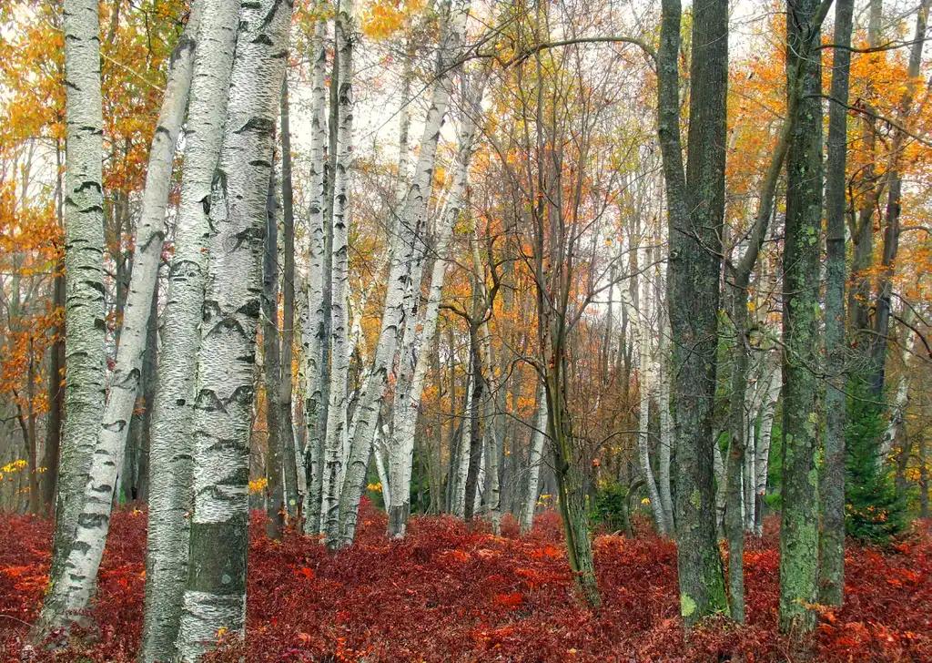 Фото Betula papyrifera - form (mainly on left) and other trees:Nicholas A. Tonelli