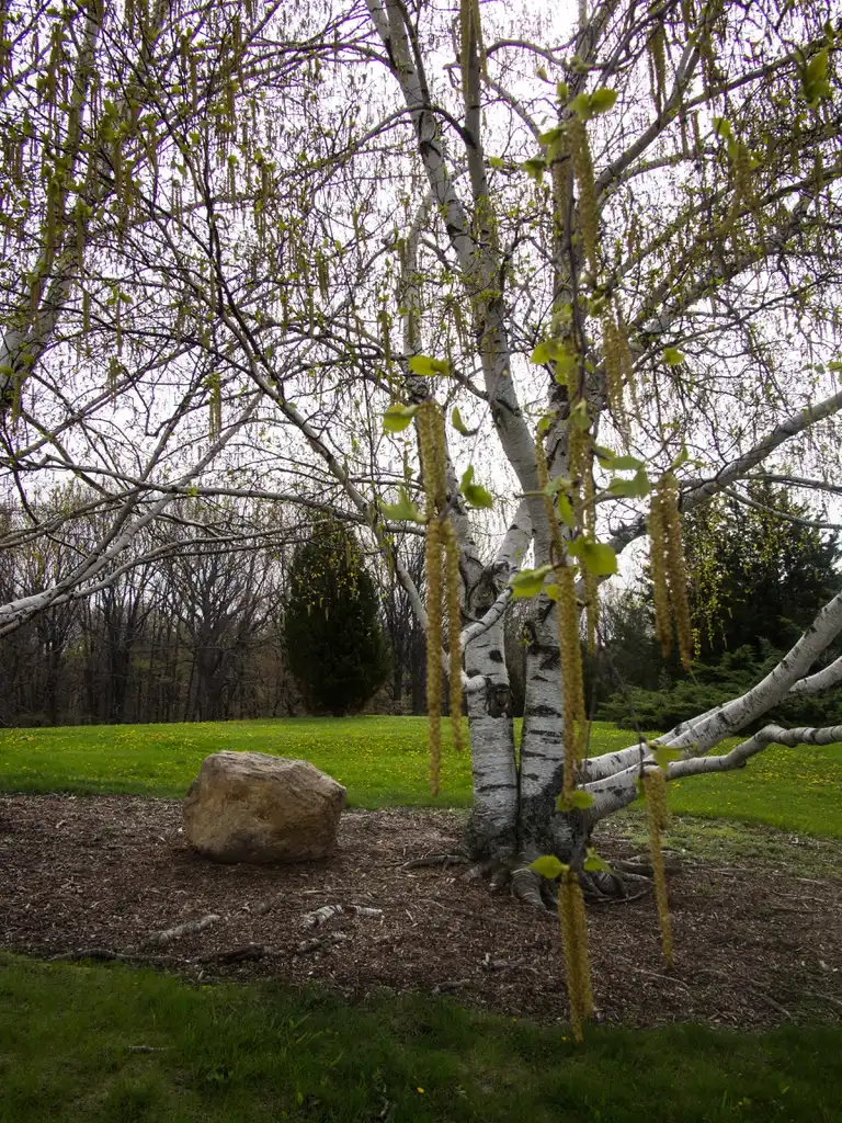 Фото Betula papyrifera - Form:F. D. Richards