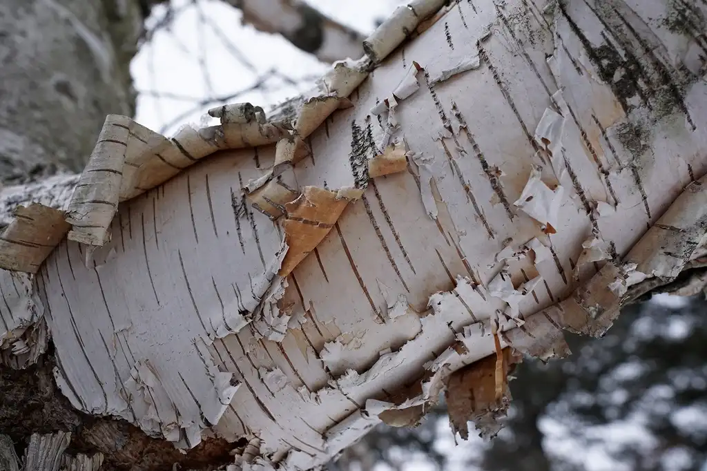 Фото Betula papyrifera - White bark with gray lines:Plant Image Library