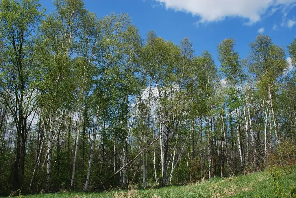 Фото Betula papyrifera - Form with others:Joshua Mayer