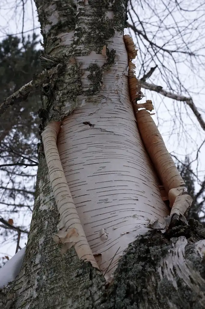 Фото Betula papyrifera - bark:Plant Image Library