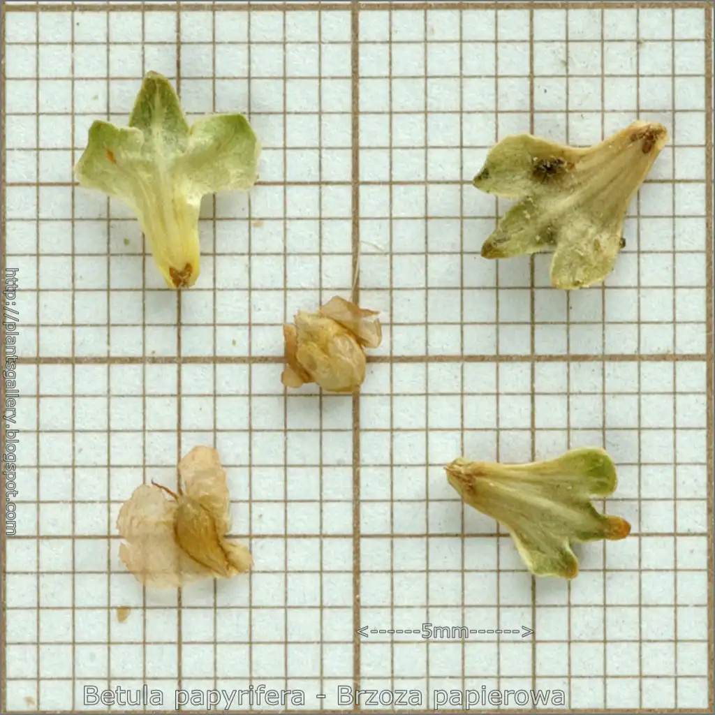 Фото Betula papyrifera - seeds:Babij