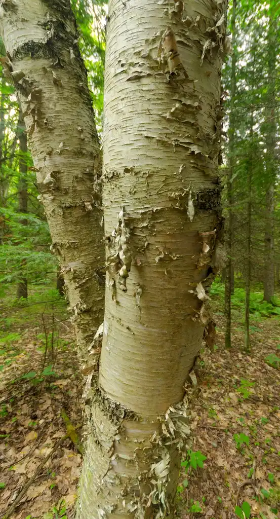 Фото Betula papyrifera - bark:Joshua Mayer