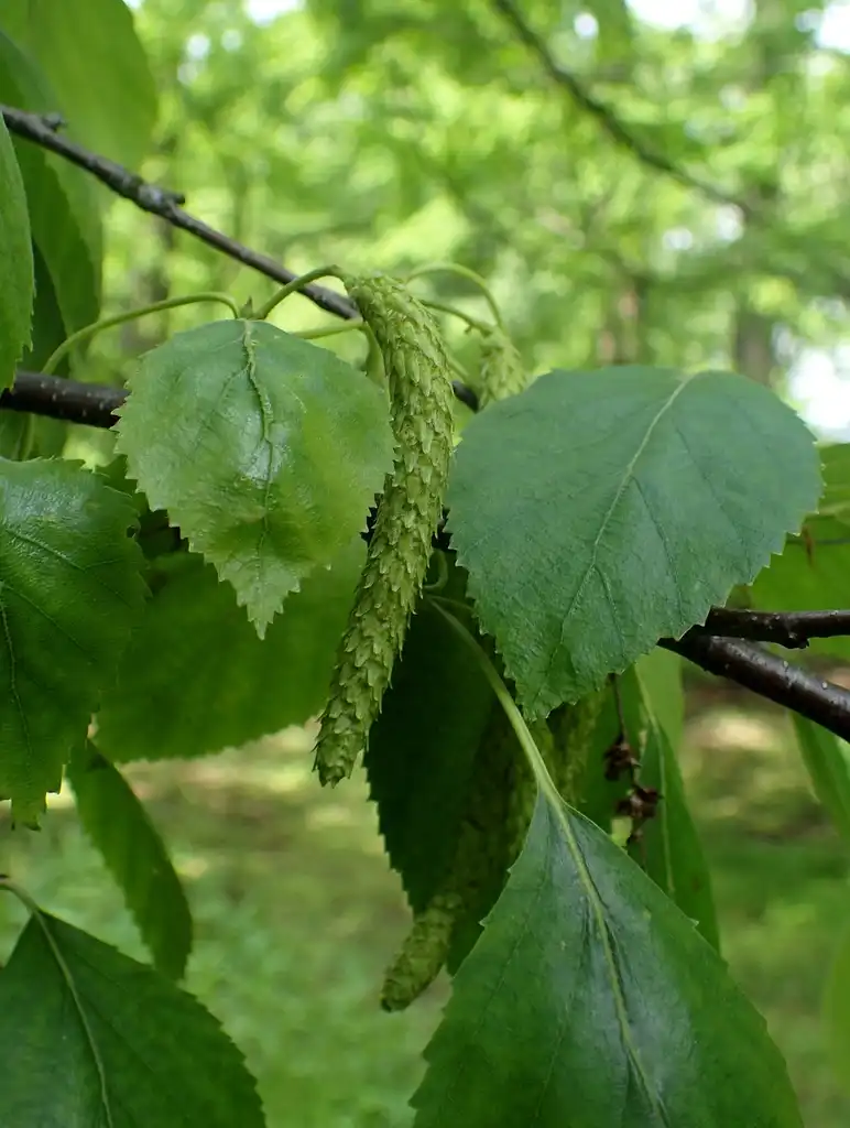 Фото Betula papyrifera - leaves:Krzysztof Ziarnek, Kenraiz