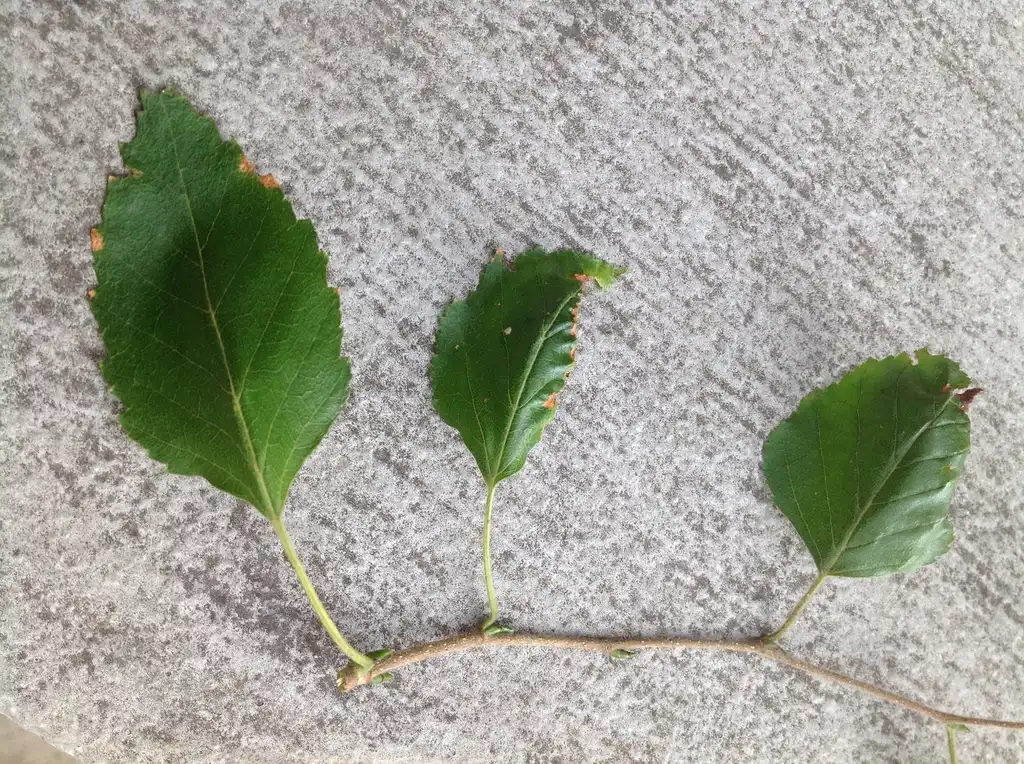 Фото Betula papyrifera - leaves:Mohamed Rezk