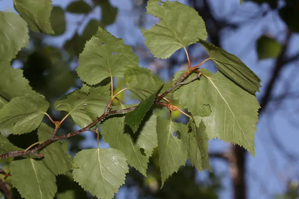 Фото Betula papyrifera - Leaves and leaf arrangement:Walter Siegmund (Wsiegmund)