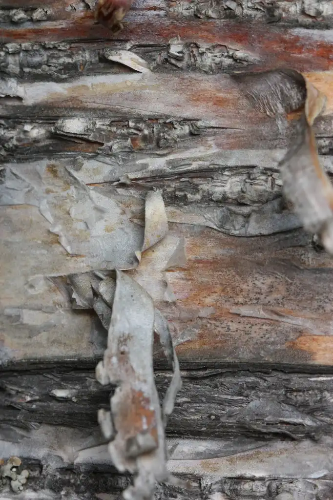 Фото Betula papyrifera - Peeling Bark (with hits of red):Walter Siegmund (Wsiegmund)