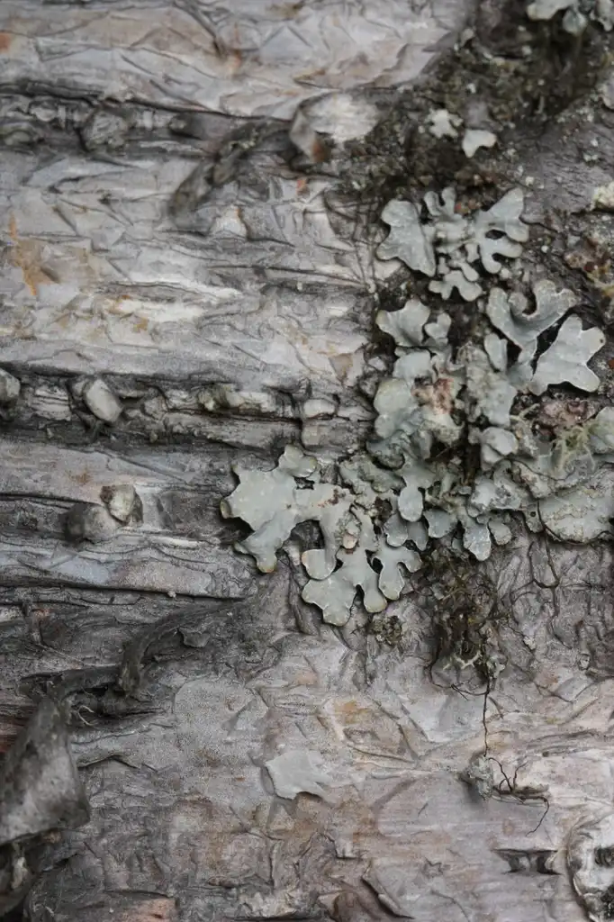 Фото Betula papyrifera - Bark:Walter Siegmund (Wsiegmund)