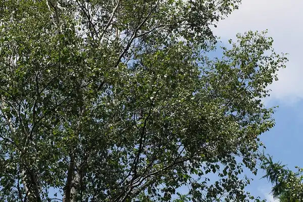Foto de Betula pendula subsp. mandshurica (Betula pendula subsp. mandshuricas)