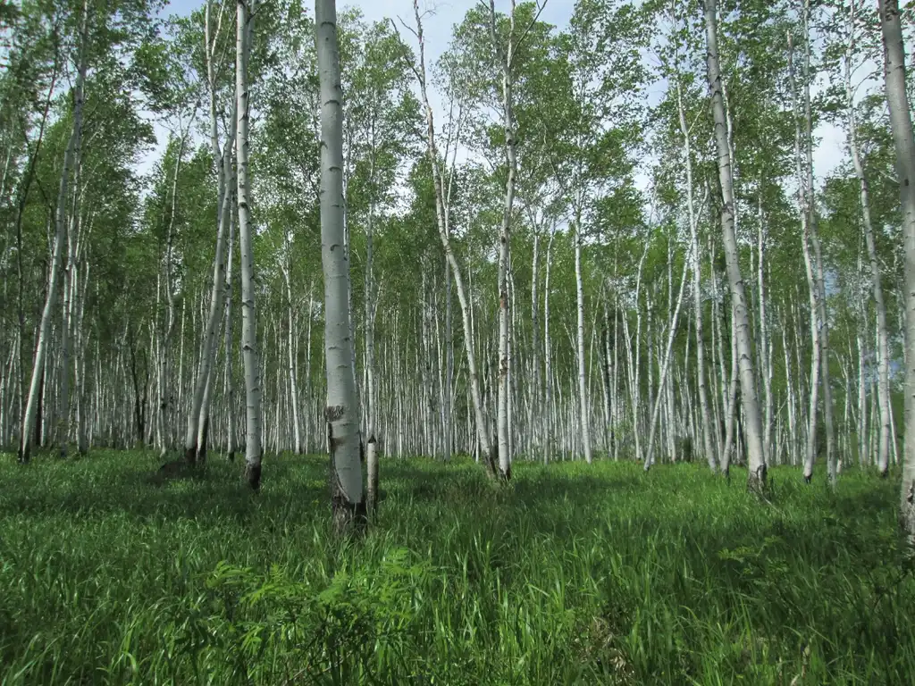 Foto de Betula pendula subsp. mandshurica (Betula pendula subsp. mandshuricas)