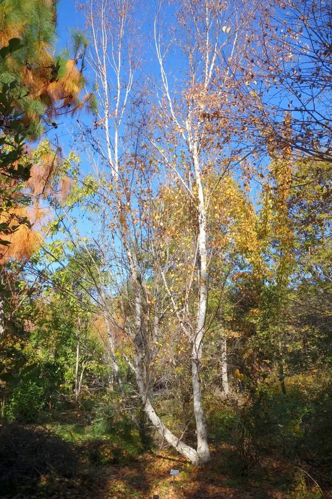 Foto de Betula pendula subsp. mandshurica - form:Daderot