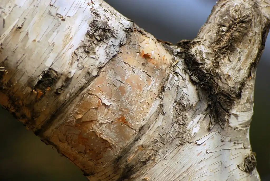Foto de Betula pendula subsp. mandshurica - trunk:Shizhao
