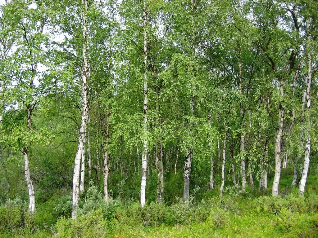 Фото Betula pendula (Betula pendulas)