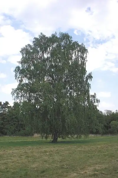 Фото Betula pendula (Betula pendulas)