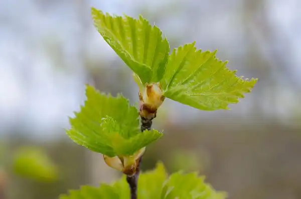 Фото Betula pendula - leaves:Tero Laakso