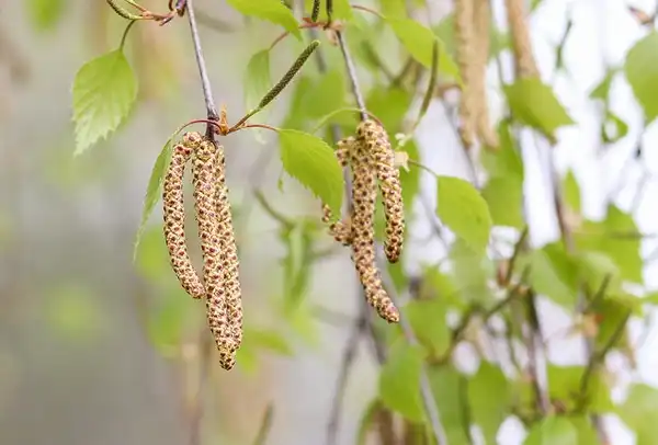 Фото Betula pendula - catkins:Maja Dumat
