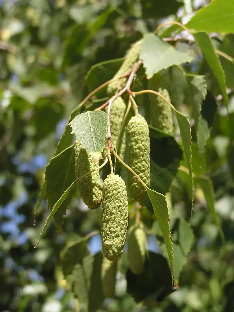 Фото Betula pendula - leaves and catkins:Andrew Butko