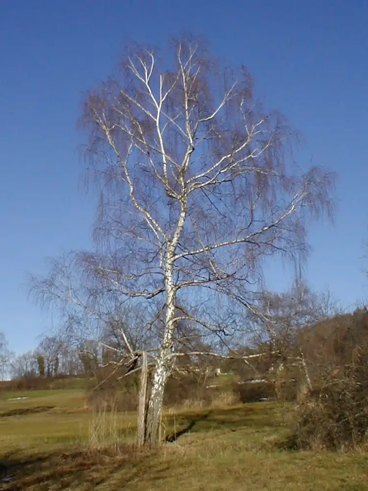 Фото Betula pendula - tree in winter:Maplan
