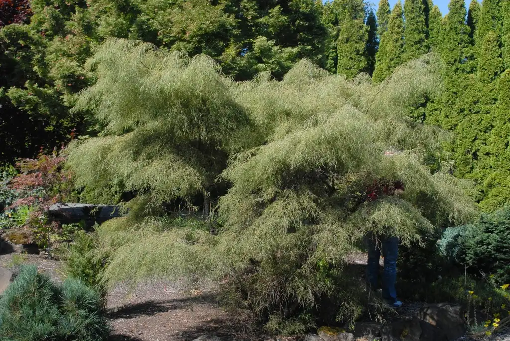 Фото Betula pendula - 'Trost Dwarf' Form:Jim Robbins