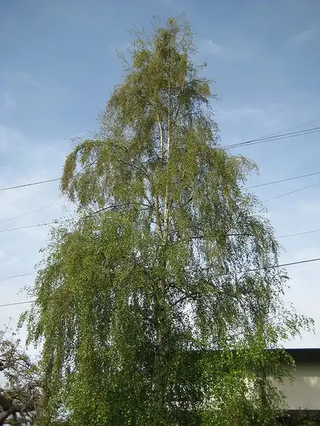 Фото Betula pendula - form:Josh S. Jackson