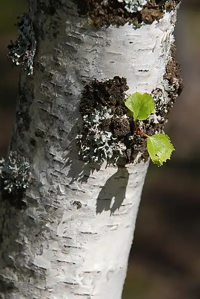 Фото Betula pendula - trunk/ bark:Jordi Roy Gabarra