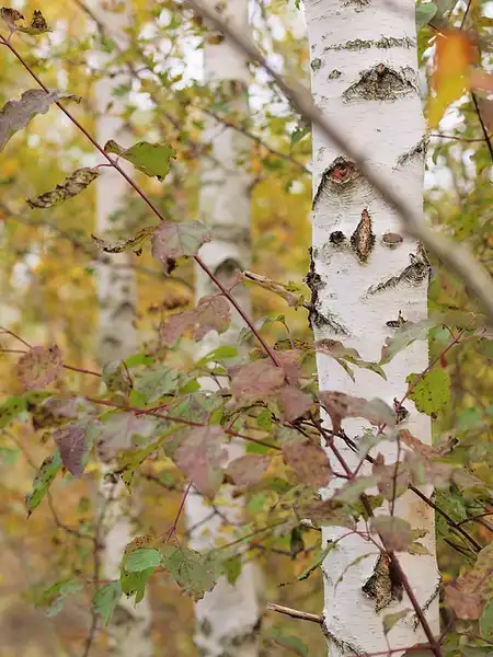 Фото Betula pendula - bark:Hermann Falkner
