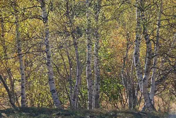 Фото Betula pendula - form in fall:Jordi Roy Gabarra