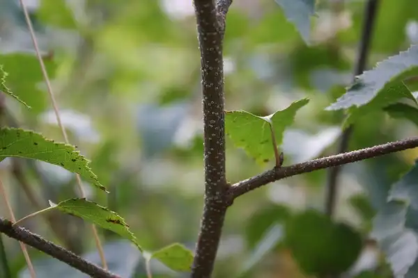 Фото Betula pendula - stem and leaves:Dougie Nisbet
