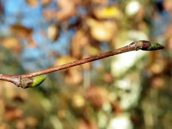 Фото Betula pendula - bud:Peter O'connor