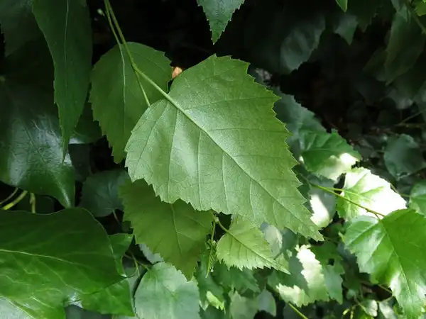 Фото Betula pendula - leaf:Donald Hobern