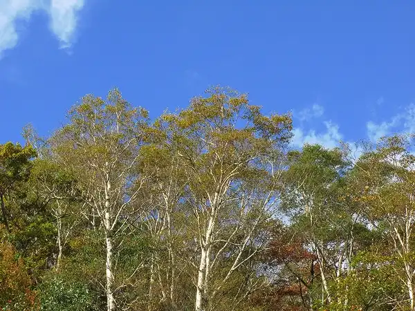 Foto de Betula platyphylla var. japonica (Betula platyphylla var. japonicas)