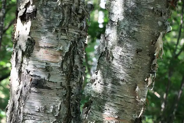 Foto de Betula platyphylla var. japonica - Bark:Tanaka juuyoh