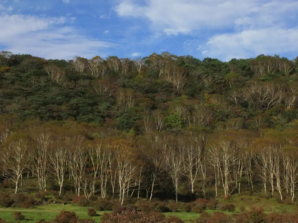 Foto de Betula platyphylla var. japonica - Form:TANAKA Juuyoh (田中十洋)