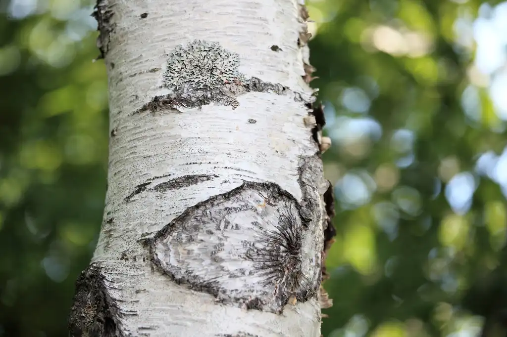 Foto de Betula platyphylla var. japonica - White bark:TANAKA Juuyoh (田中十洋)