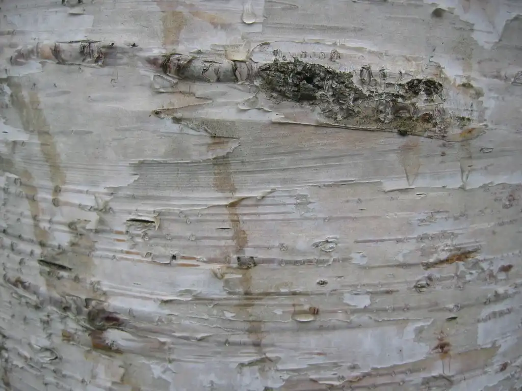 Foto de Betula platyphylla var. japonica - Bark close up:Σ64