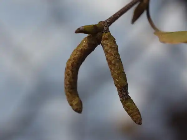 Foto de Betula platyphylla var. japonica - Part of the flower:三上 勝生