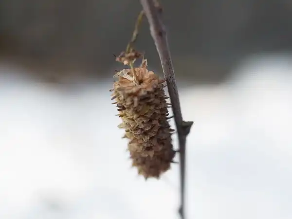 Foto de Betula platyphylla var. japonica - Fruit:三上 勝生