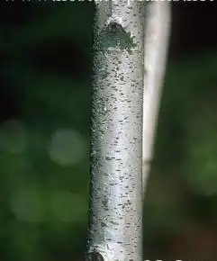 Photo of Betula populifolia 'Whitespire' (Betula populifolia 'Whitespire's)